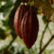 Nica Brown 65% dark couverture chocolate pistoles 500 g