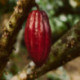 Mayan Red 62 % chocolat noir de couverture bâtonnets 500 g
