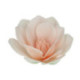 Fleurs comestibles en azyme FunCakes grande magnolia blanche 6 cm 6 pièces